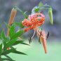 Tiger Skins Lilium Brownii Flower 100 Seeds