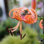 Tiger Skins Lilium Brownii Flower 100 Seeds
