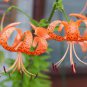 Tiger Skins Lilium Brownii Flower 100 Seeds