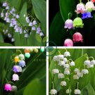 Orchid 200 Seeds