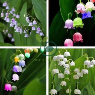 Orchid 200 Seeds