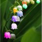 Orchid 200 Seeds