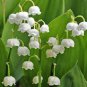 Orchid 200 Seeds