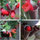 Rare Flower Lipstick 200 Seeds