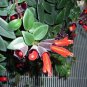 Rare Flower Lipstick 200 Seeds
