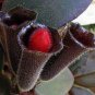 Rare Flower Lipstick 200 Seeds