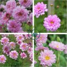 Cosmos Bipinnatus Double Bonbon Rose Pink Bicolour Perennial Flowers 100 Seeds