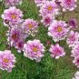 Cosmos Bipinnatus Double Bonbon Rose Pink Bicolour Perennial Flowers 100 Seeds