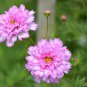 Cosmos Bipinnatus Double Bonbon Rose Pink Bicolour Perennial Flowers 100 Seeds