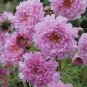 Cosmos Bipinnatus Double Bonbon Rose Pink Bicolour Perennial Flowers 100 Seeds