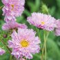 Cosmos Bipinnatus Double Bonbon Rose Pink Bicolour Perennial Flowers 100 Seeds