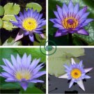Purple Nymphaea Caerulea Asian Water Lily Pad Flower Pond 2 Seeds