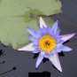 Purple Nymphaea Caerulea Asian Water Lily Pad Flower Pond 2 Seeds