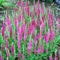 Veronica Spicata 'Red Fox' Montgomeryshire Spiked Speedwell Perennial 100 Seeds