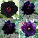 Rare 'Black Eyes' Double Adenium Desert Rose 4 Seeds
