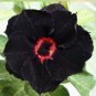 Rare 'Black Eyes' Double Adenium Desert Rose 4 Seeds