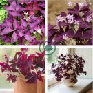 Red Woodsorrel Oxalis Corymbosa Flower 4 Seeds