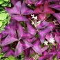 Red Woodsorrel Oxalis Corymbosa Flower 4 Seeds