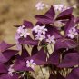 Red Woodsorrel Oxalis Corymbosa Flower 4 Seeds