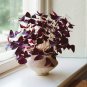 Red Woodsorrel Oxalis Corymbosa Flower 4 Seeds