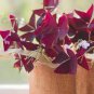 Red Woodsorrel Oxalis Corymbosa Flower 4 Seeds