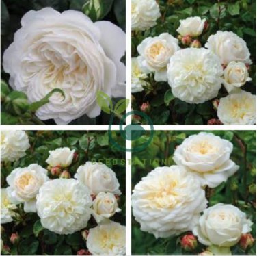 Rare 'Tranquillity' Radiant Ravishing Pure White Fragrant Rose Flower 100 Seeds