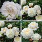 Rare 'Tranquillity' Radiant Ravishing Pure White Fragrant Rose Flower 100 Seeds