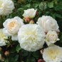 Rare 'Tranquillity' Radiant Ravishing Pure White Fragrant Rose Flower 100 Seeds