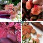 Ice Pink Finger Fruit Lime 40 Seeds