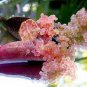 Ice Pink Finger Fruit Lime 40 Seeds