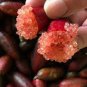 Ice Pink Finger Fruit Lime 40 Seeds