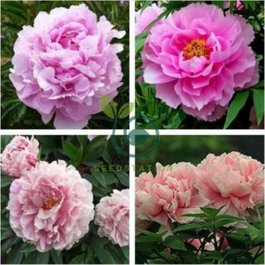 Rare Heirloom Pink Peony 'Gu Luo Kui' Garden Plant 10 Seeds