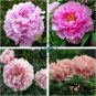 Rare Heirloom Pink Peony 'Gu Luo Kui' Garden Plant 10 Seeds