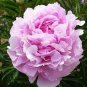 Rare Heirloom Pink Peony 'Gu Luo Kui' Garden Plant 10 Seeds