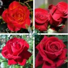 Heirloom Big Blooming Red Green Rose Bush Flower 100 Seeds