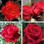 Heirloom Big Blooming Red Green Rose Bush Flower 100 Seeds