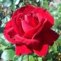 Heirloom Big Blooming Red Green Rose Bush Flower 100 Seeds