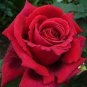 Heirloom Big Blooming Red Green Rose Bush Flower 100 Seeds