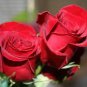 Heirloom Big Blooming Red Green Rose Bush Flower 100 Seeds