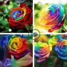 Rose Rainbow Flower 400 Seeds