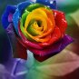 Rose Rainbow Flower 400 Seeds