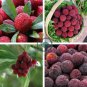 Heirloom Dark Red Waxberry Shrub 10 Seeds