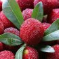 Heirloom Dark Red Waxberry Shrub 10 Seeds