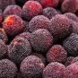 Heirloom Dark Red Waxberry Shrub 10 Seeds