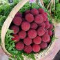 Heirloom Dark Red Waxberry Shrub 10 Seeds