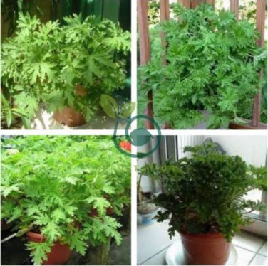Mosquito Repelling Grass Mozzie Buster Sweetgrass 200 Seeds