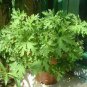 Mosquito Repelling Grass Mozzie Buster Sweetgrass 200 Seeds