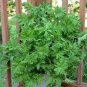 Mosquito Repelling Grass Mozzie Buster Sweetgrass 200 Seeds
