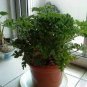 Mosquito Repelling Grass Mozzie Buster Sweetgrass 200 Seeds