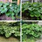 Primrose Petasites Japonicus Giganteus Dinosaur 10 Seeds